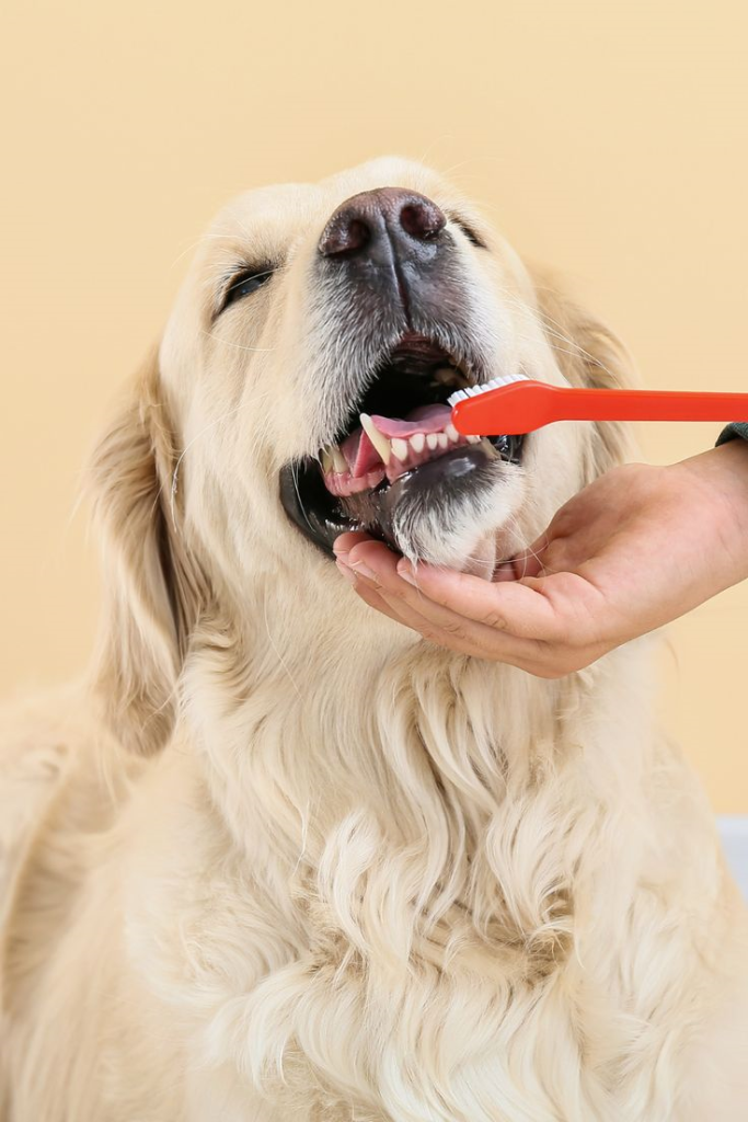 Dog brushing teeth for pet dental care