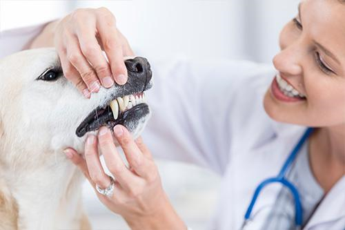 Professional Pet Dental Cleaning at the Vet