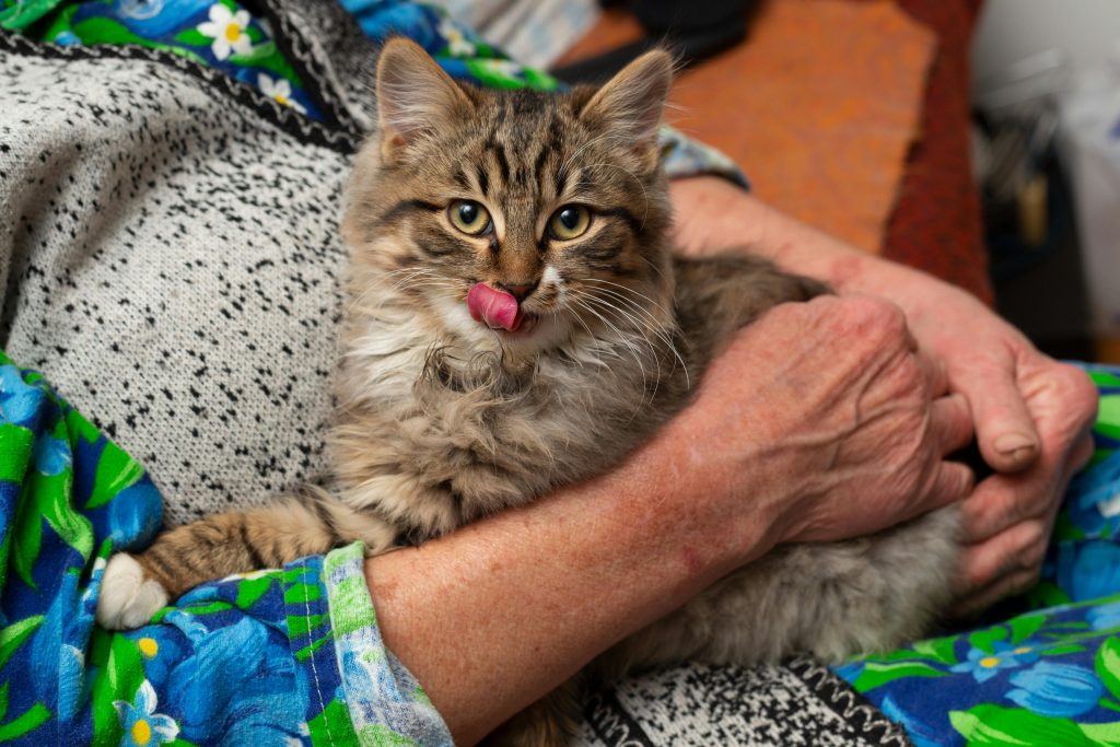 A fluffy cat with tongue out being held in human arms, displaying comfort and warmth.