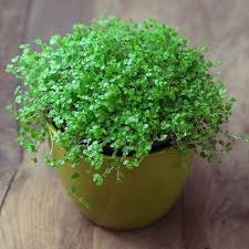 25 Plants Safe and Not Safe for Dogs (Essential Guide for Pet Owners)