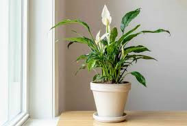 25 Plants Safe and Not Safe for Dogs (Essential Guide for Pet Owners)