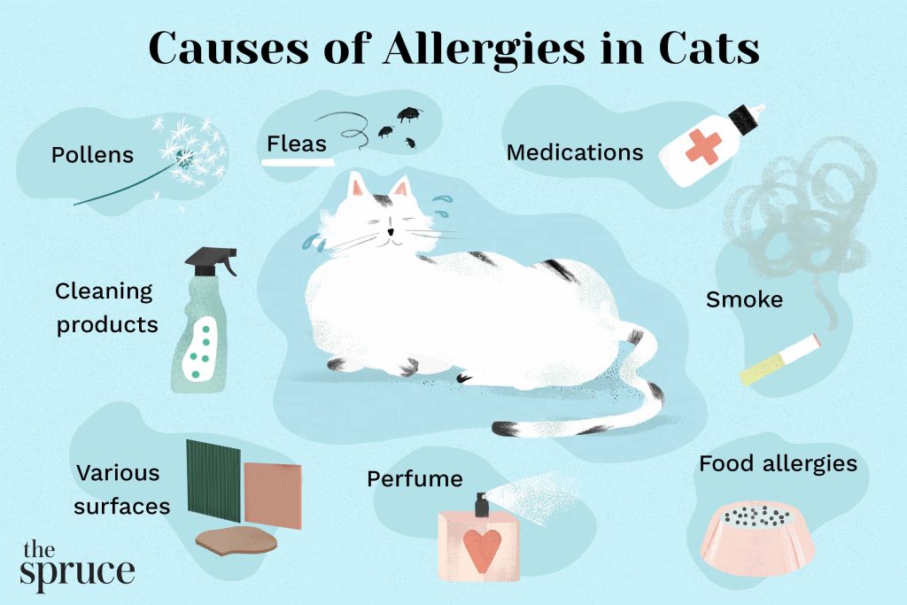  How to Deal with Pet Allergies as a Pet Owner: Your Complete Guide