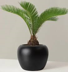 25 Plants Safe and Not Safe for Dogs (Essential Guide for Pet Owners)