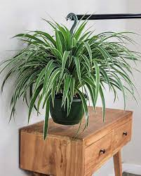 25 Plants Safe and Not Safe for Dogs (Essential Guide for Pet Owners)